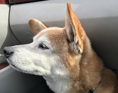 いろいろな悩み事を解決いたします 根本解決を目指します。皆さんスッキリしてくださいね。期間限定 イメージ1