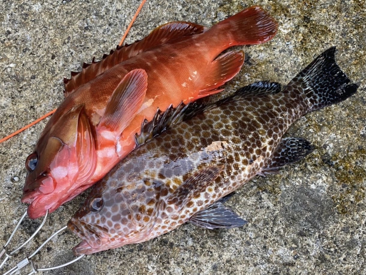 ルアー釣りの「いろは」お伝えします 【最長15日】実体験を基にお答えします！ イメージ8