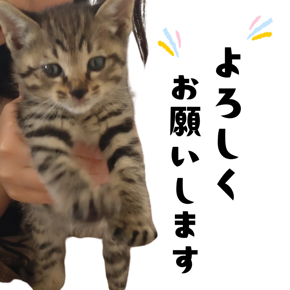 ペット写真からLINEスタンプ16個セット作ります ☆大切なペットをオリジナルLINEスタンプに イメージ10