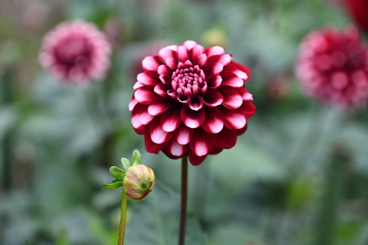 四季折々の写真を提供します 季節を感じられる花々はお好きでしょうか？ イメージ1