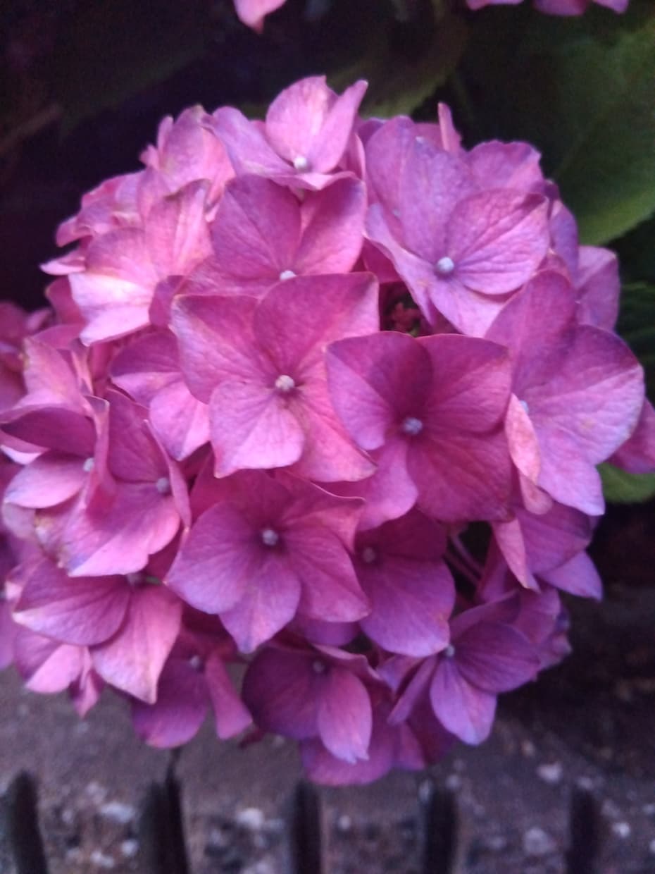 あなたにぴったりな花言葉選びます 可憐な見た目の花、堂々としている花。あなたの花は何かな？。 イメージ3