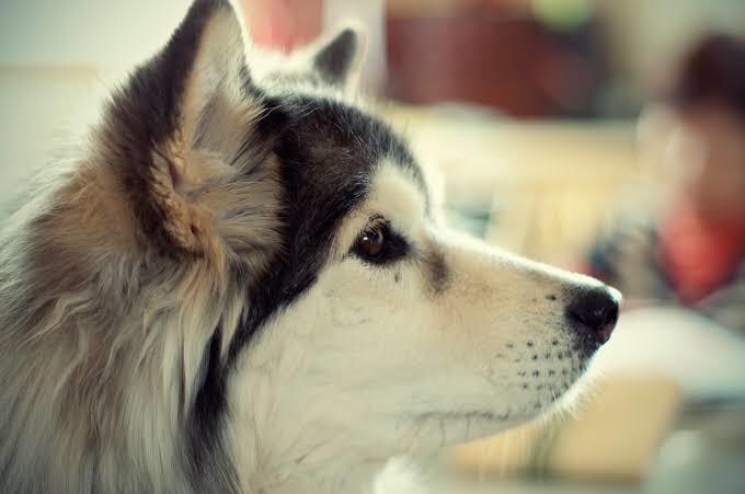 リピート様限定＊オラクルカードを引きます 自然 動物 パワーストーン ユニコーン 天使 イメージ4
