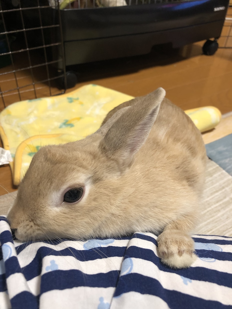 飼いたい人必見！うさぎさんとの生活をお伝えします 近年注目のペットであるうさぎさん。うさ飼いさんの暮らしとは？ イメージ5
