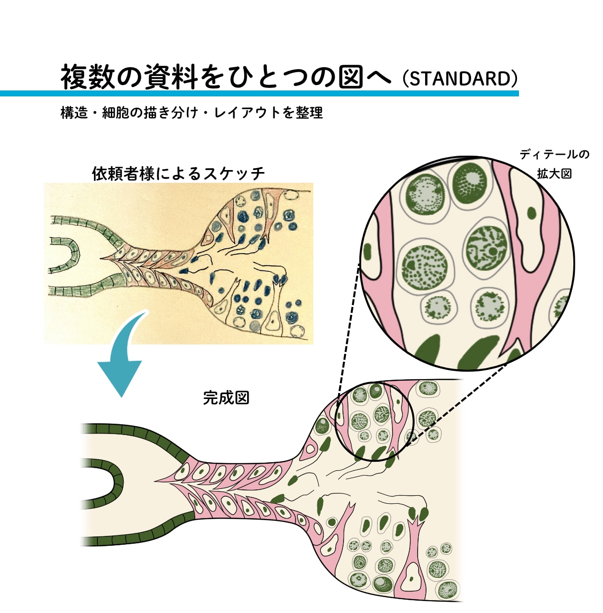 研究図・論文図・サイエンスイラストを作成します 医学・科学の模式図、シェーマ、学会用図版にも対応 イメージ5
