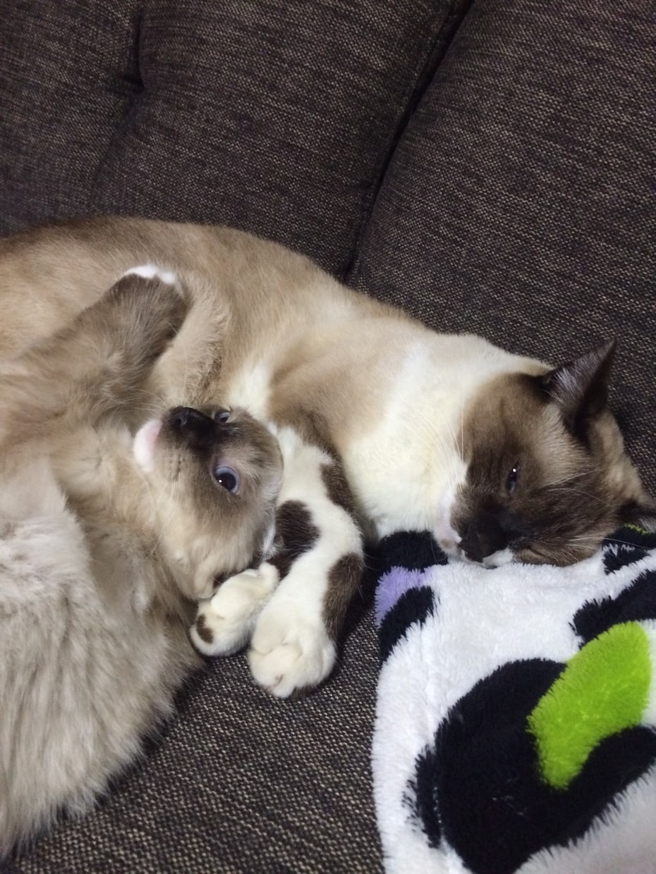 愛猫のお悩み・相談お聞きします 困った事など、飼育に関する事など色々お聞きします！ イメージ2