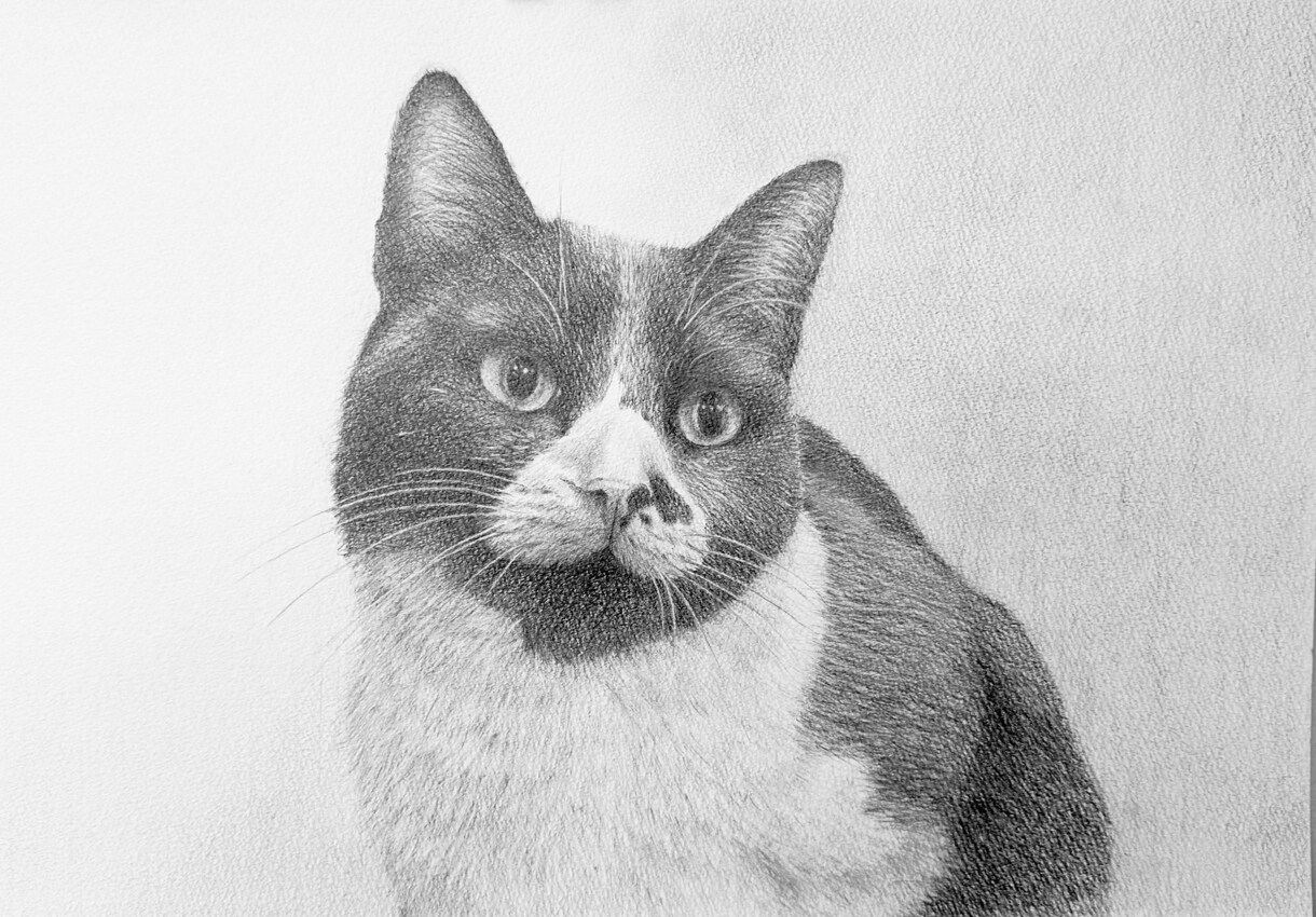 動物・人・静物など、鉛筆画承ります アイコン・ヘッダー、広告・宣伝、挿絵・表紙、Webサイトなど イメージ6