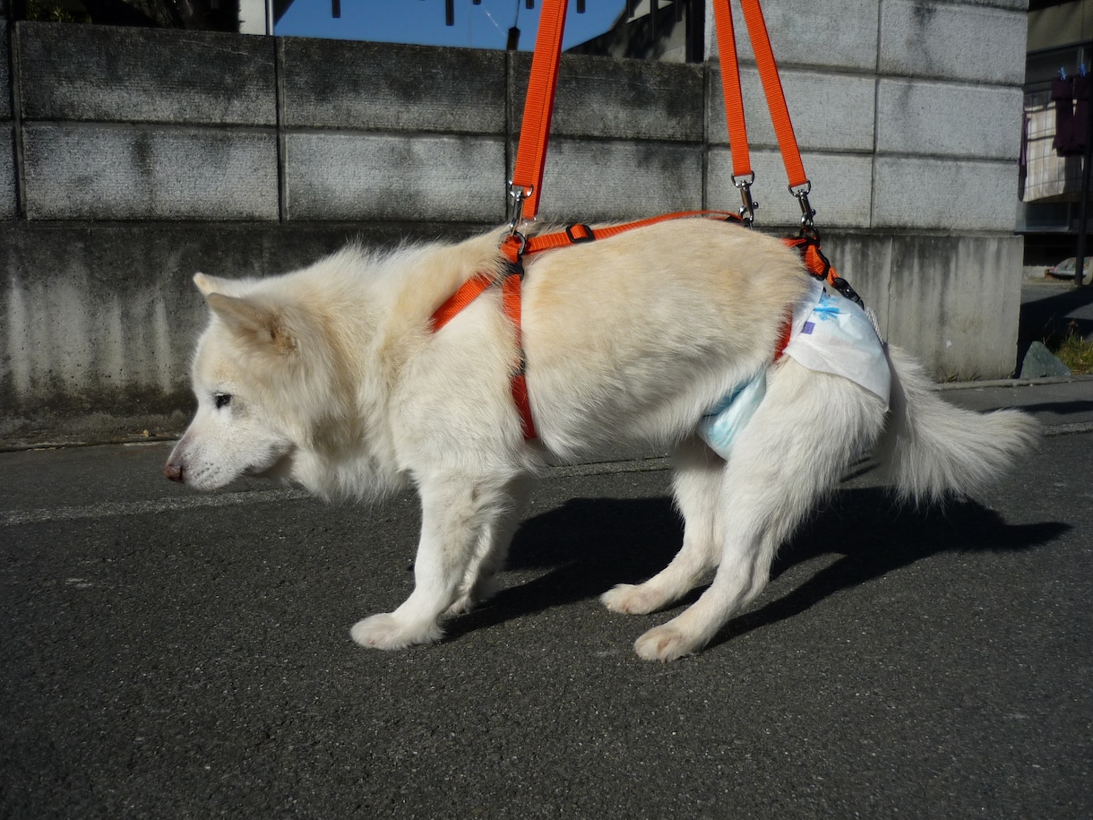 小型の老犬・障害犬の介護ハーネスを製作します 立ち上がり補助や歩行介助の初期から、終末期ケアまで使えます イメージ9