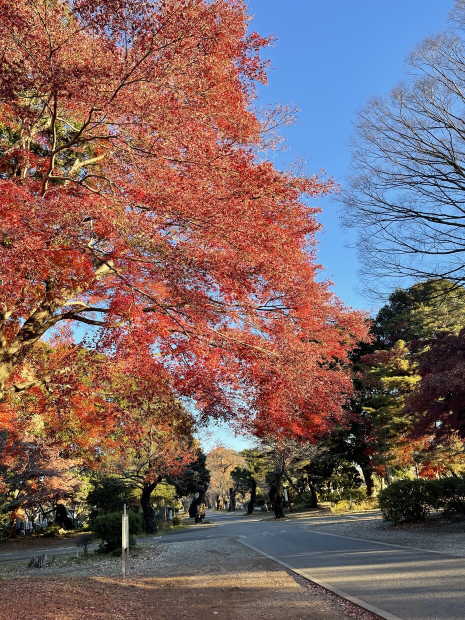 多磨霊園　お墓参り代行・清掃・草むしりします ～故人様のお墓を真心込めて、お墓参りお掃除をいたします～ イメージ4