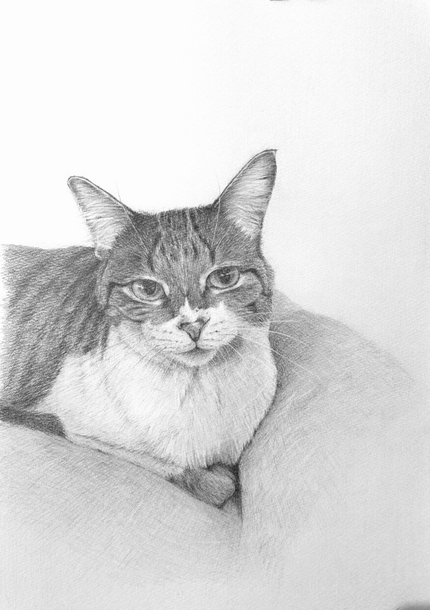 動物・人・静物など、鉛筆画承ります アイコン・ヘッダー、広告・宣伝、挿絵・表紙、Webサイトなど イメージ1