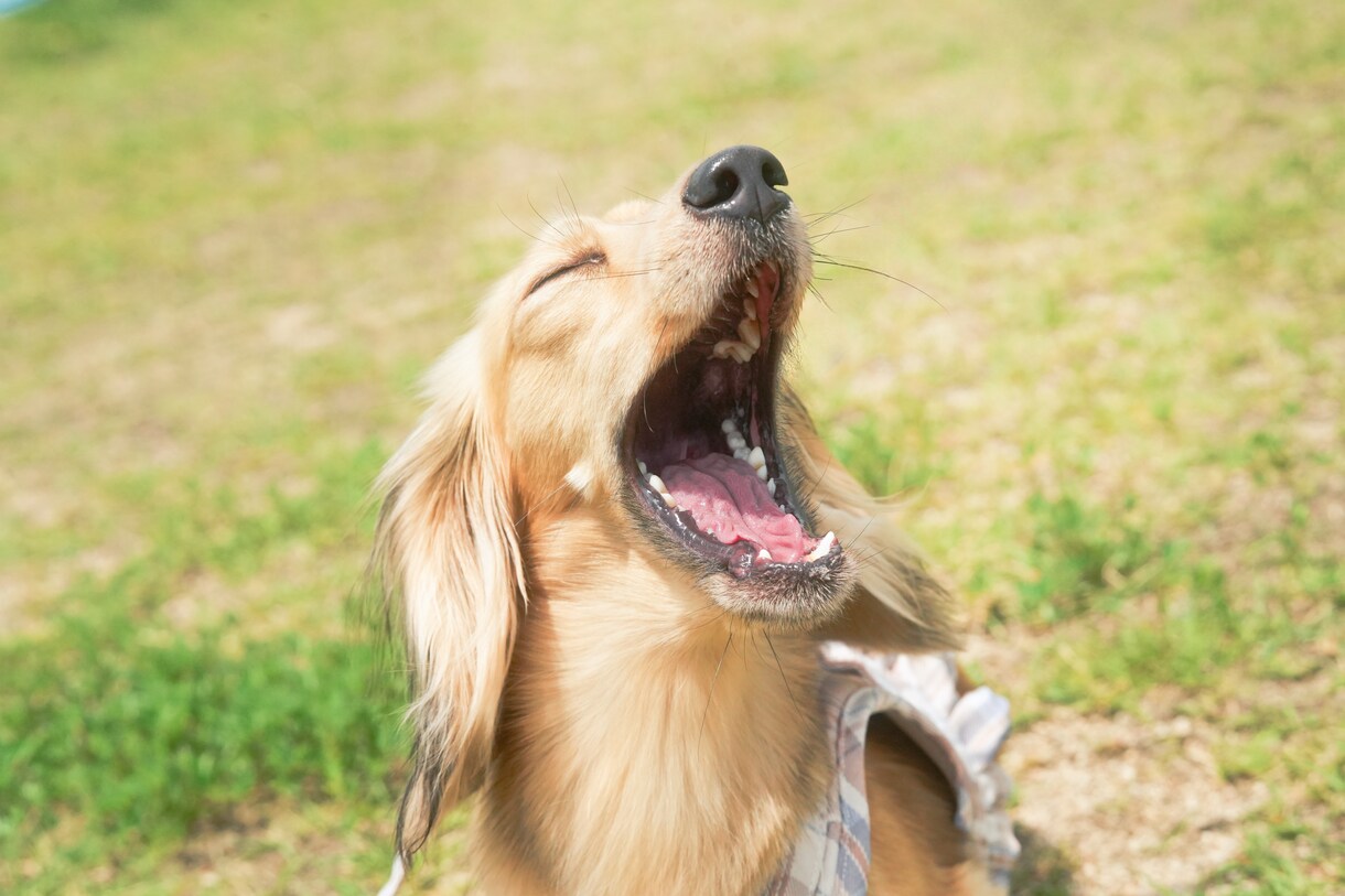 犬【SNS掲載なし】わんちゃんのお写真撮影します 何気ない毎日を、かけがえのないキヲクに。 イメージ6