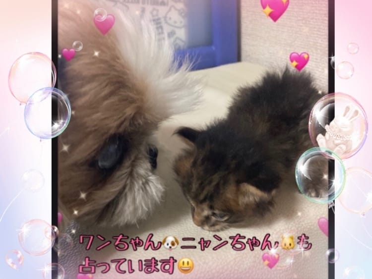 ペット占い♡ご家族のペット犬・猫ちゃん占います ！大切なワンちゃん・ニャンちゃんのお話しを存分にしましょう！ イメージ3