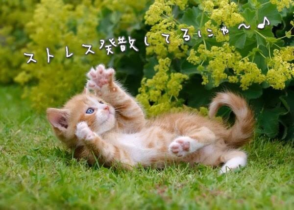 大切な家族ペット、恋人、友人の悩みを優しく聴きます 癒しの空間　ペットのお話　温かくお守り致します。 イメージ5