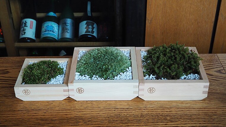 苔玉盆栽をつかった癒やし空間アドバイス致します ホテル･店舗等ディスプレイ提案＆オーダー制作インバウンド向け イメージ3