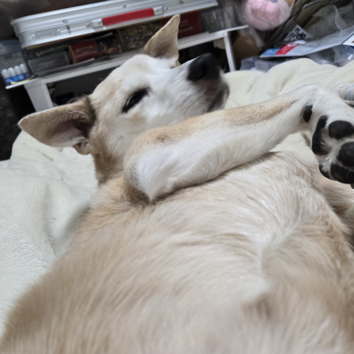 ペットとお話して飼い主さんとの絆を深めます 亡くなった子もOK。質問無制限、何個でもOK。 イメージ2