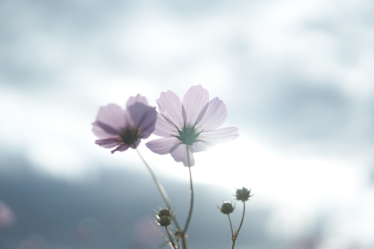 あなたの撮った写真のRAW現像を代行します 現役で写真現像をしている私があなたの写真を仕上げます！ イメージ3