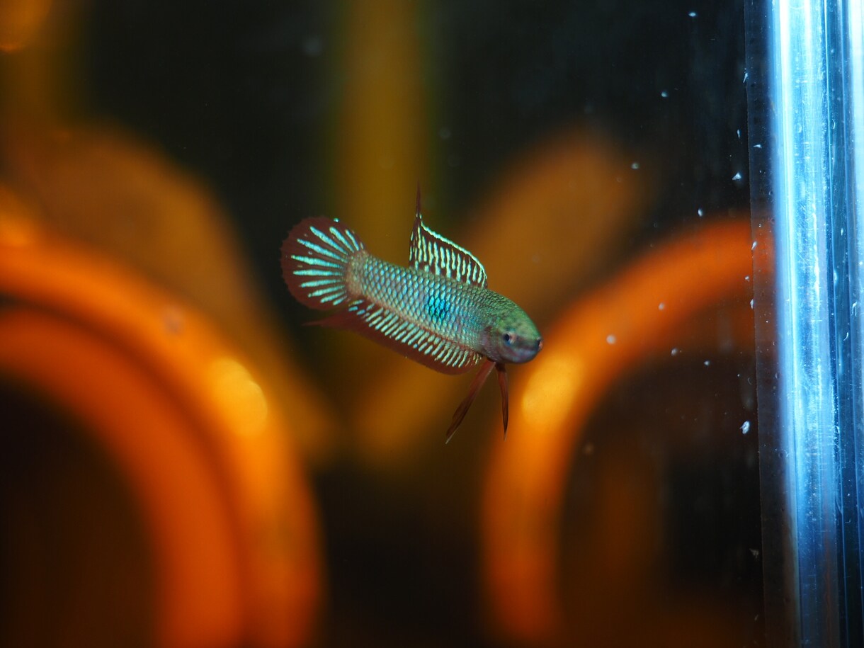 熱帯魚の飼育の相談お受けします 観賞魚の飼育に関する問題の具体的解決案を提案します！ イメージ1
