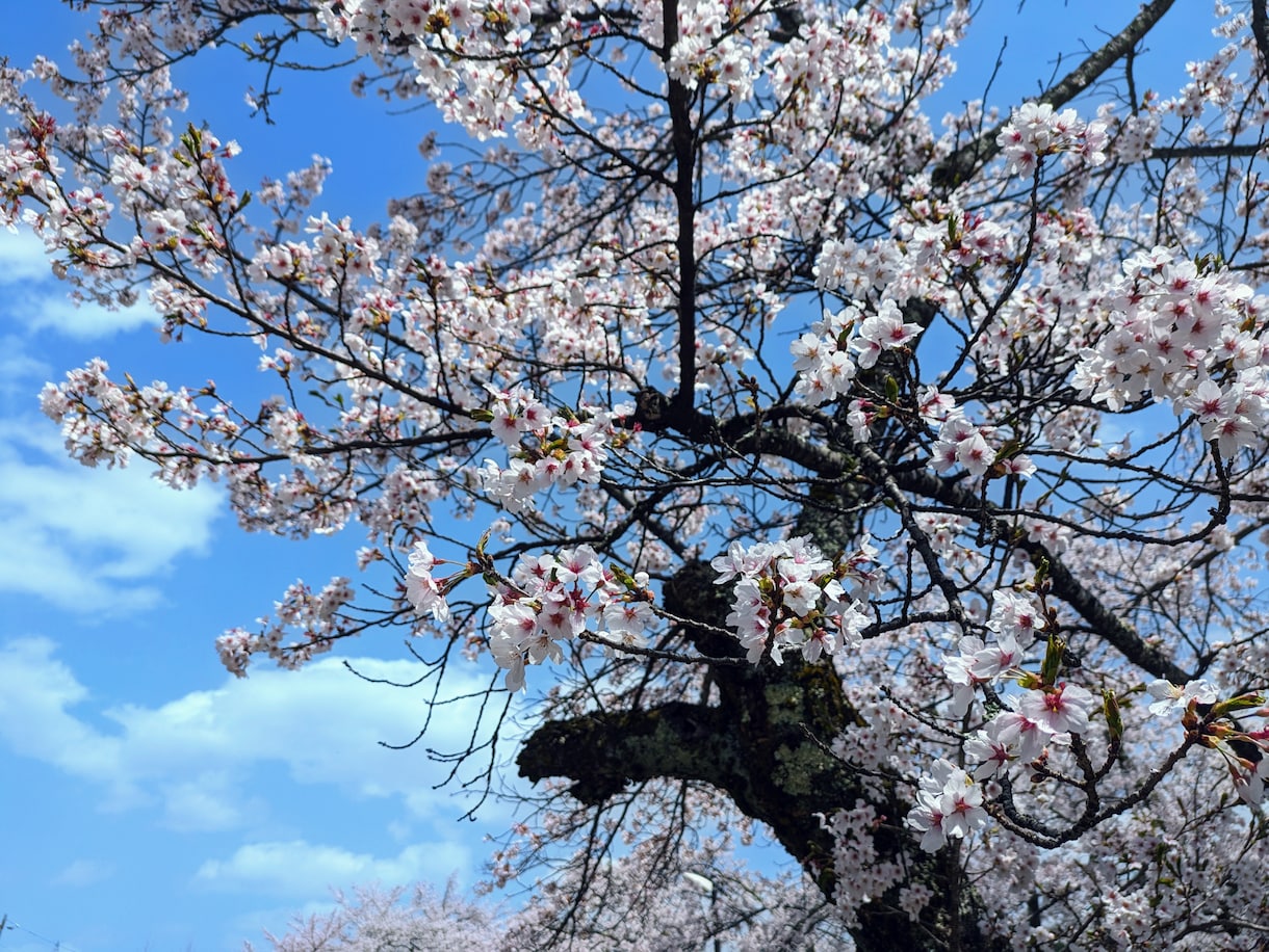 あなたらしく”自分も相手も愛する事を見つけます あなたの言葉にじっくり耳を傾けて、心を込めてお応えします イメージ1