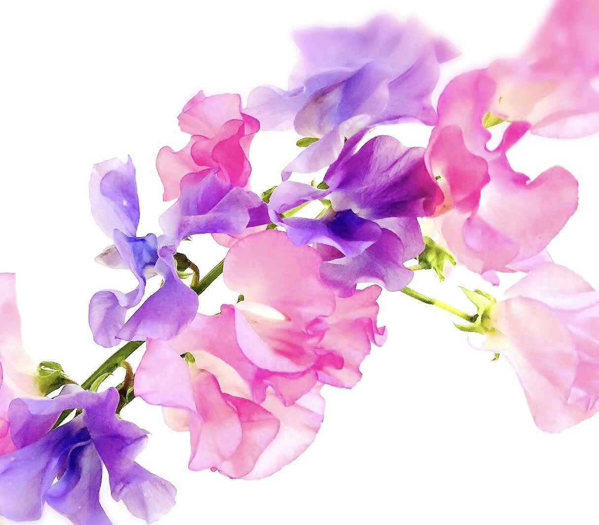 松果体を活性化して本来のあなたへ導きます 今よりもっと溢れるパワーを全開に♡輝きたいあなたへ イメージ3