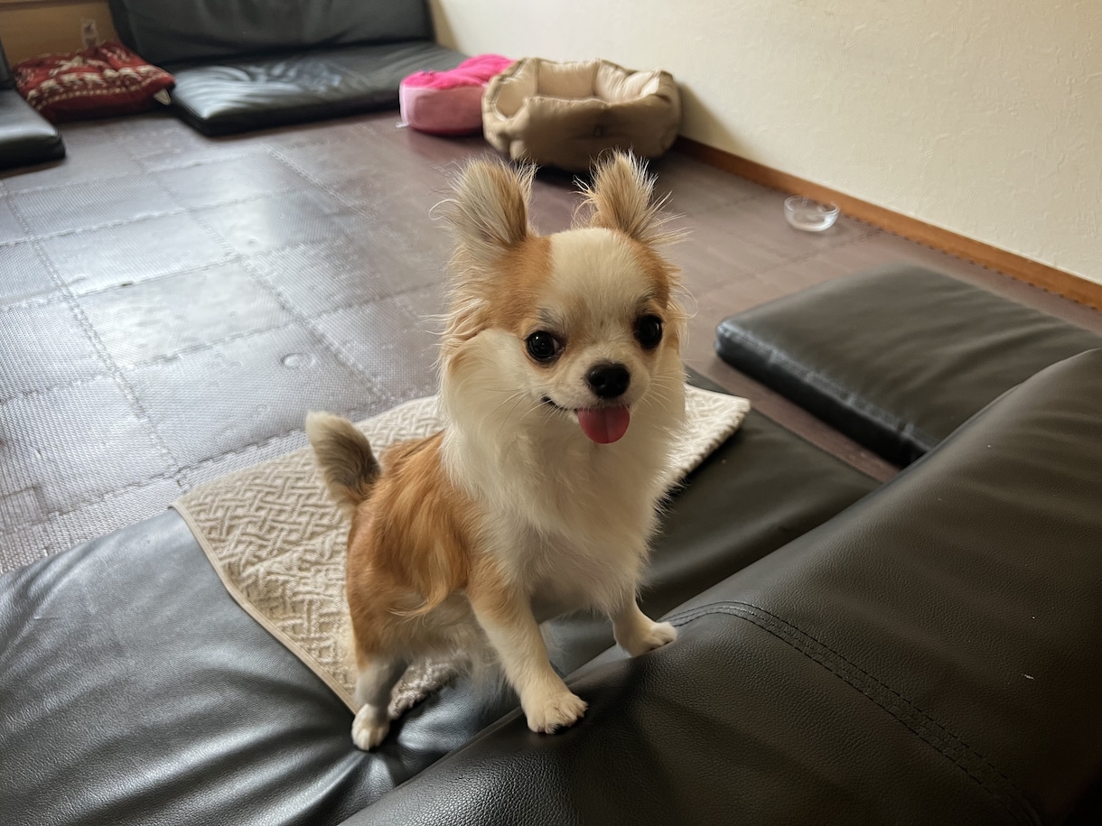 なんでも聞きますなんでも話します 日頃の鬱憤をアホな僕で晴らしてください꒰ঌ(っòᗜó*)❤︎ イメージ2