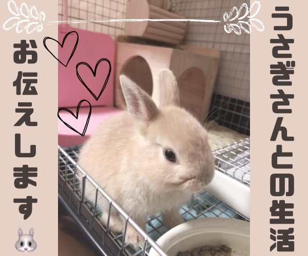 飼いたい人必見！うさぎさんとの生活をお伝えします 近年注目のペットであるうさぎさん。うさ飼いさんの暮らしとは？ イメージ1
