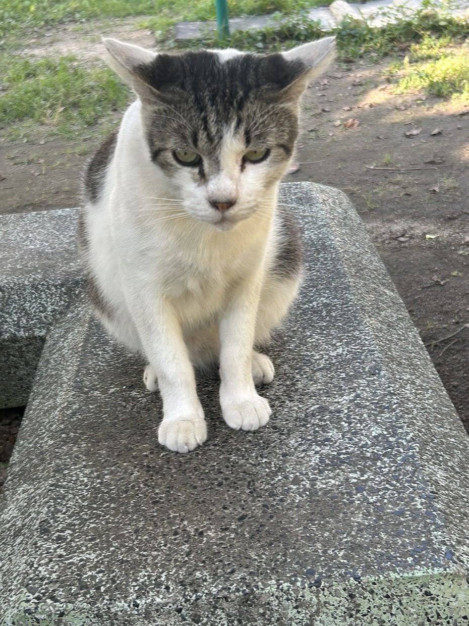 公園やビーチに居る猫の写真撮影致します 猫の写真撮影から動画撮影、写真集作成まで致します！ イメージ3
