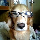 もう悩まない、犬のしつけ！おすすめの本を紹介します！ イメージ1
