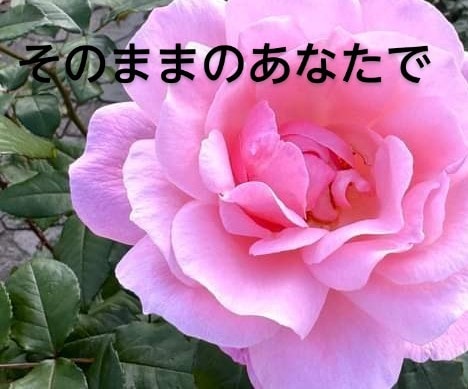 30分集中チャット★傾聴　共感力で笑顔にします リピーターさん近況報告♡仕事　恋愛　育児　介護　老若男女OK イメージ6