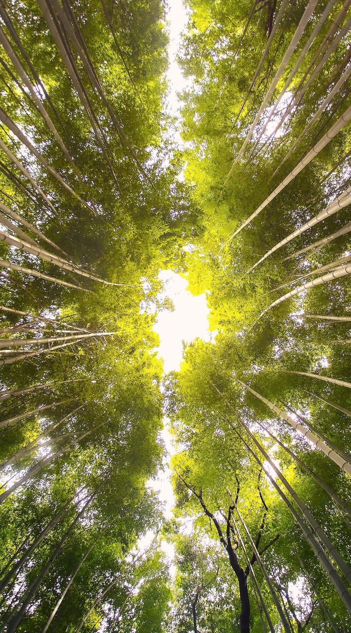 生年月日不要✨霊感・霊視鑑定をお電話でいたします ✨人生好転！自分らしく生きるためのカウンセリング✨ イメージ2