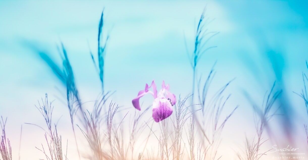 現役プロが写真作成致します 写真家が作る、他と差をつけるデザインをお作ります。 イメージ3