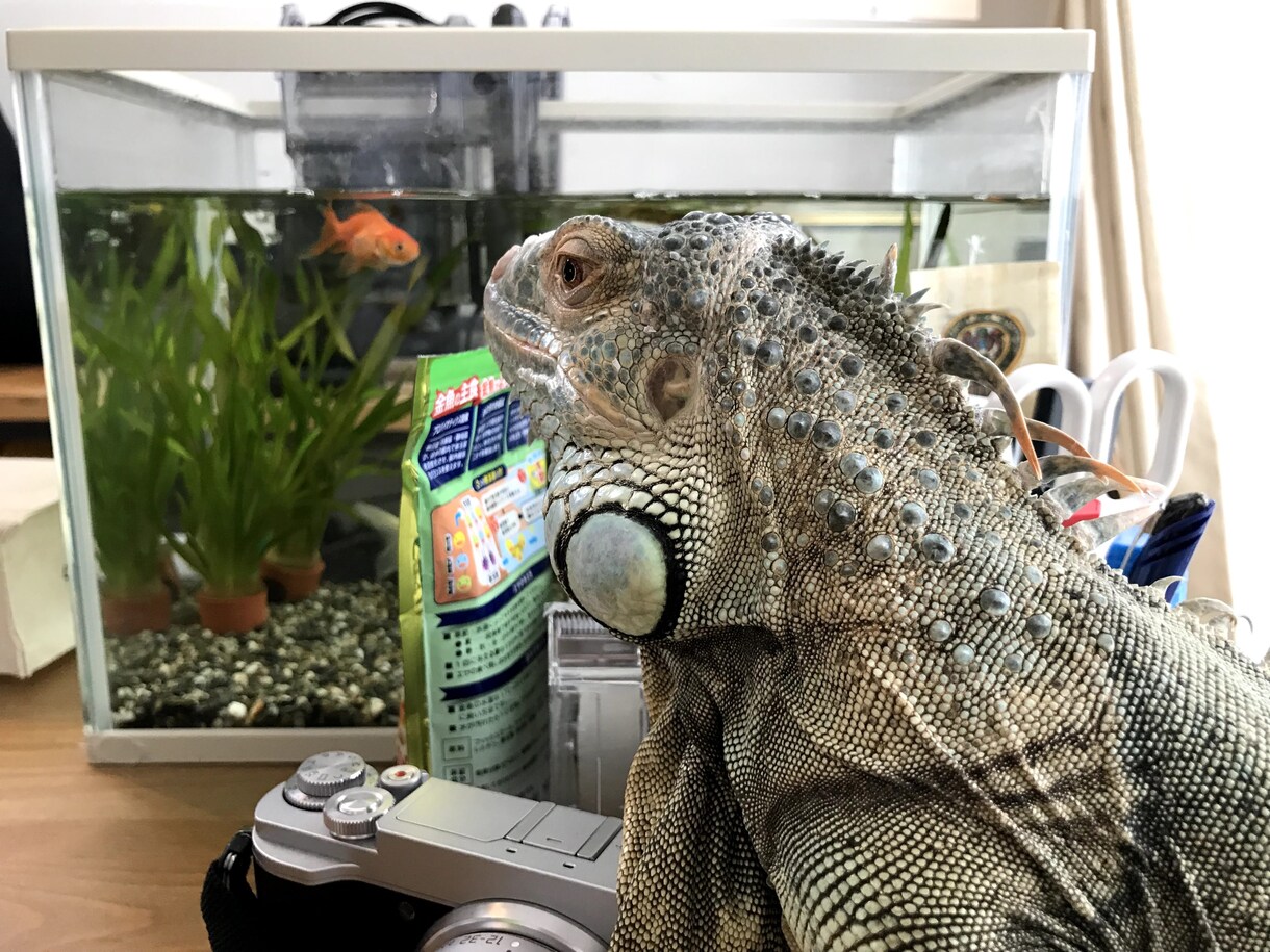 グリーンイグアナのことなんでも相談乗ります 飼い方、餌、ケージのこと、繁殖に関すること意外なら何でも！ イメージ3