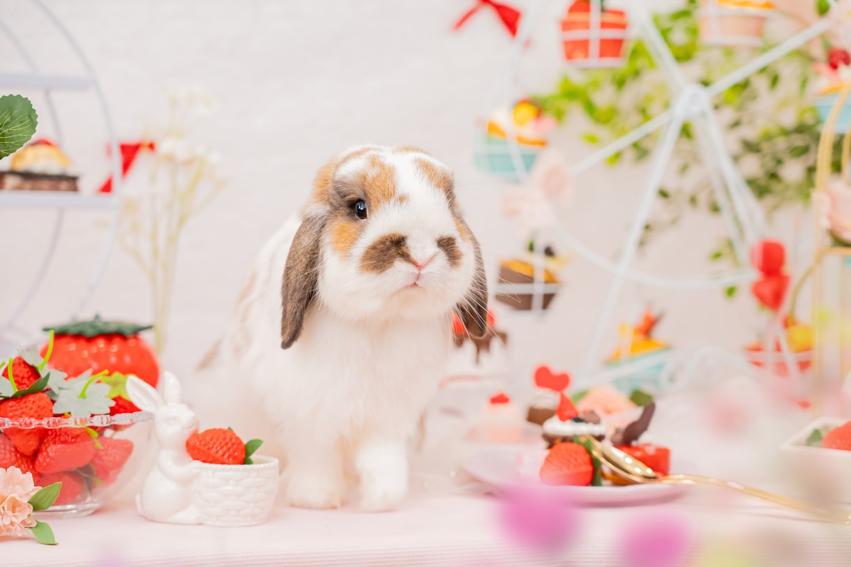 ペットの可愛い姿を残します 日常から記念日まで幅広くお任せください！ イメージ5