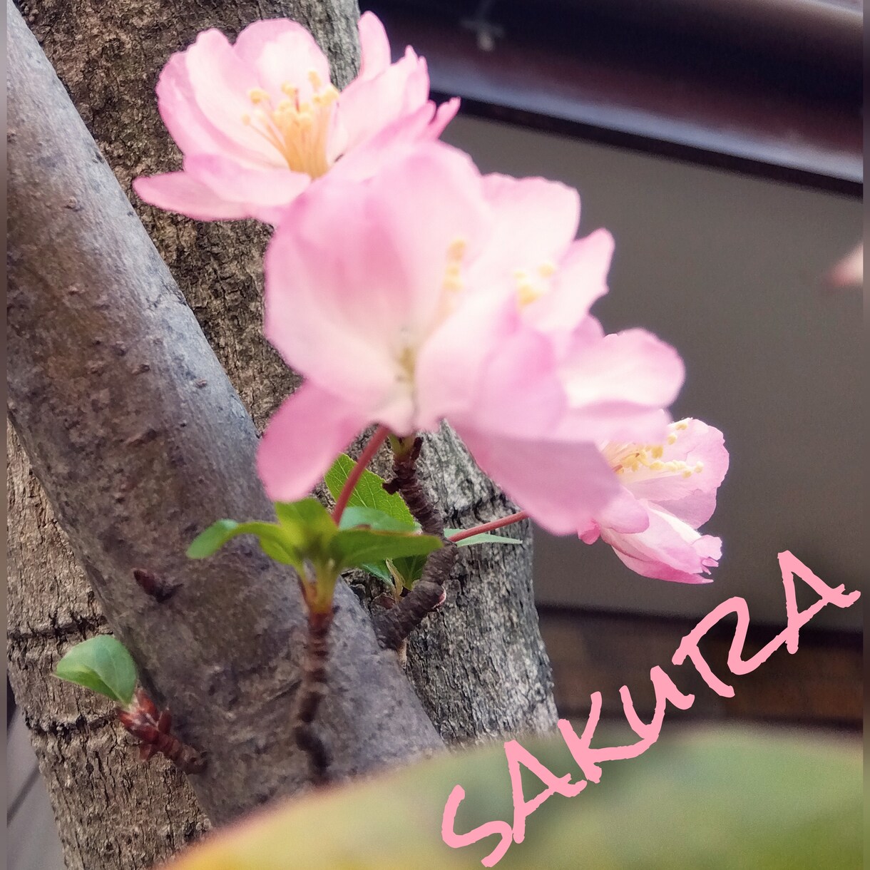 あなたにぴったりな花言葉選びます 可憐な見た目の花、堂々としている花。あなたの花は何かな？。 イメージ5