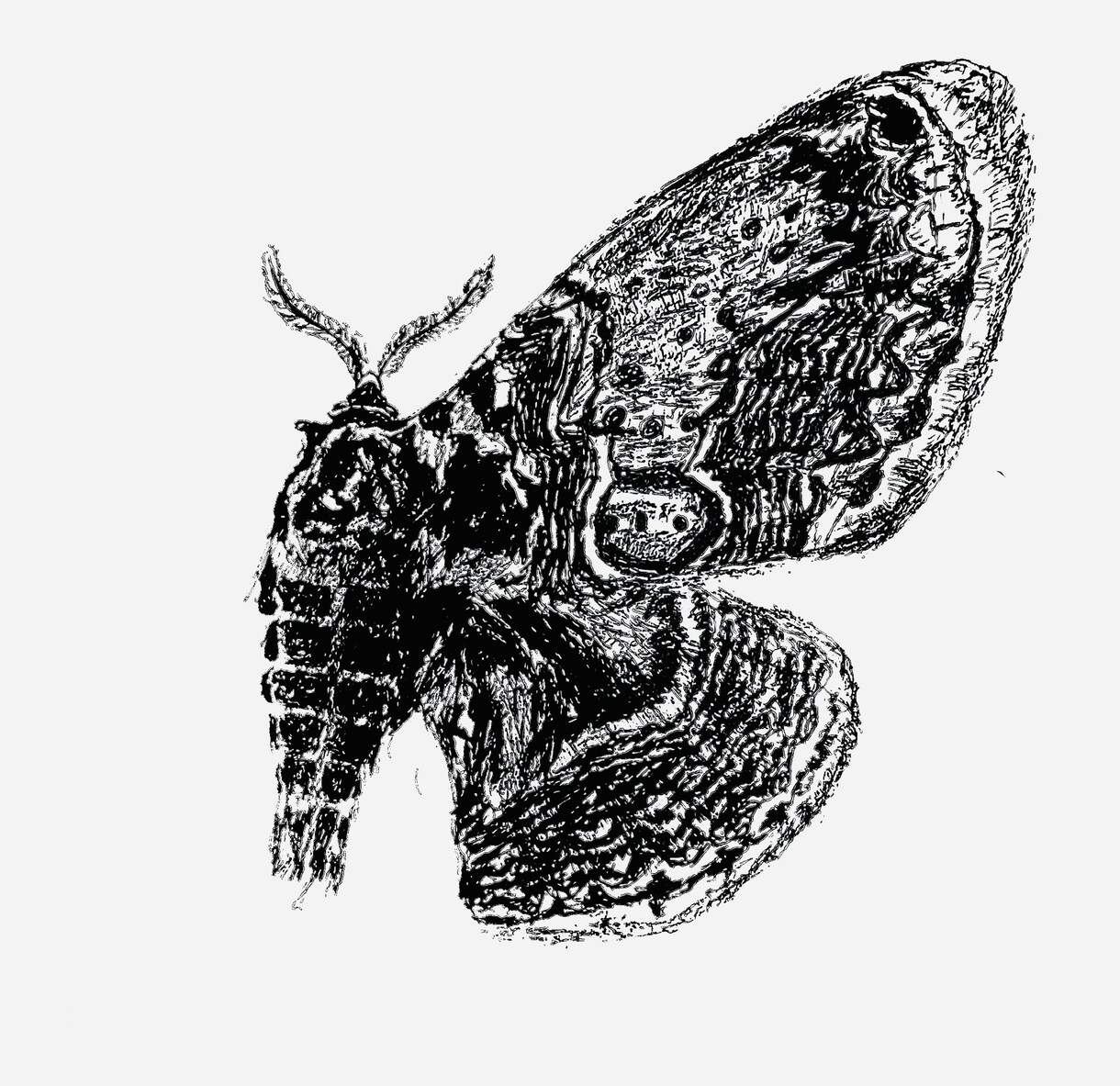 部屋に飾りたくなるような動物画を描きます ペットの似顔絵やあらゆる生き物の絵の作成依頼を承ります。 イメージ9