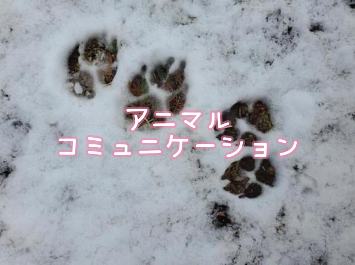 アニマルコミュニケーションします あなたに向ける思い、願い、読み取って伝えます イメージ1