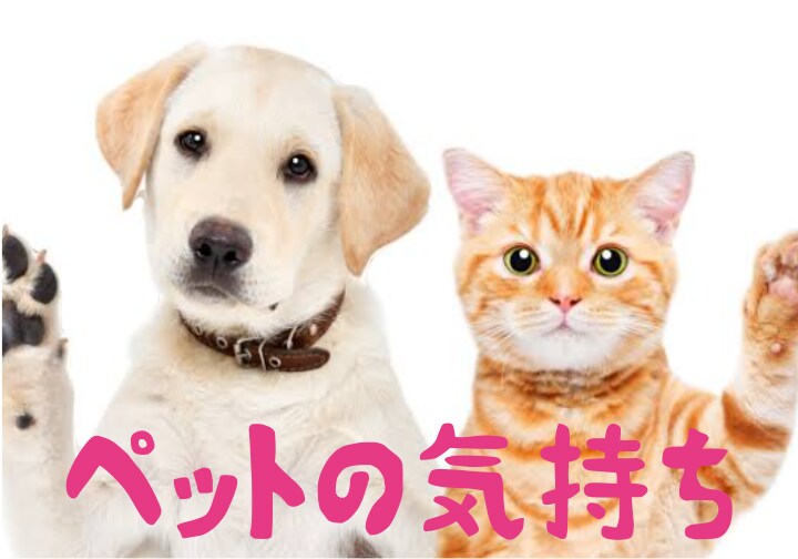あなたの家族でもあるペットの気持ちを視ます キミは何を思っているの？幸せ？ イメージ1