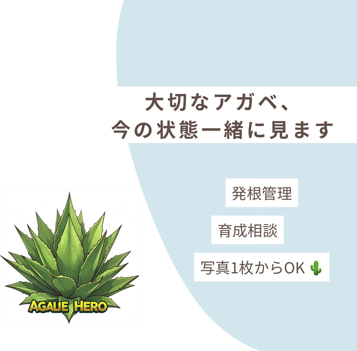 アガベの育成・発根管理の相談を受けます 大切なアガベ、今の状態一緒に見ます発根管理ならおまかせ イメージ1