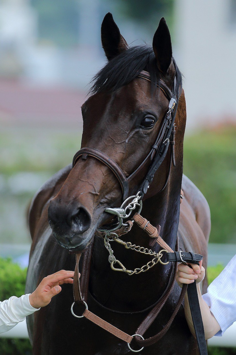 競馬の知識、オススメ馬、予想 教えます ★競馬はじめたいけど分からない方、馬券回収率を上げたい方★ イメージ1