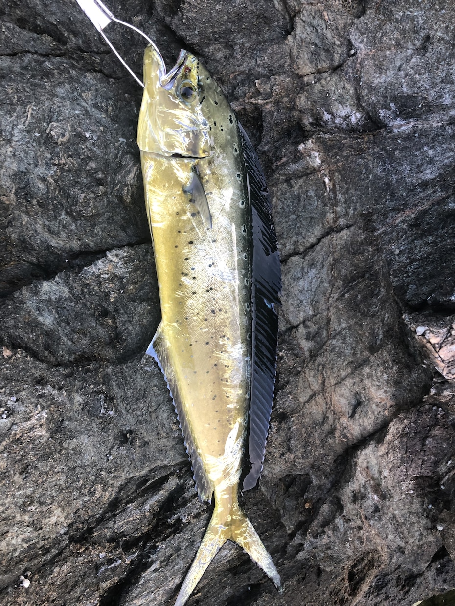 魚の釣り方教えます 根魚、青物、雑魚、ブラックバスショアからつれるものはなんでも イメージ3