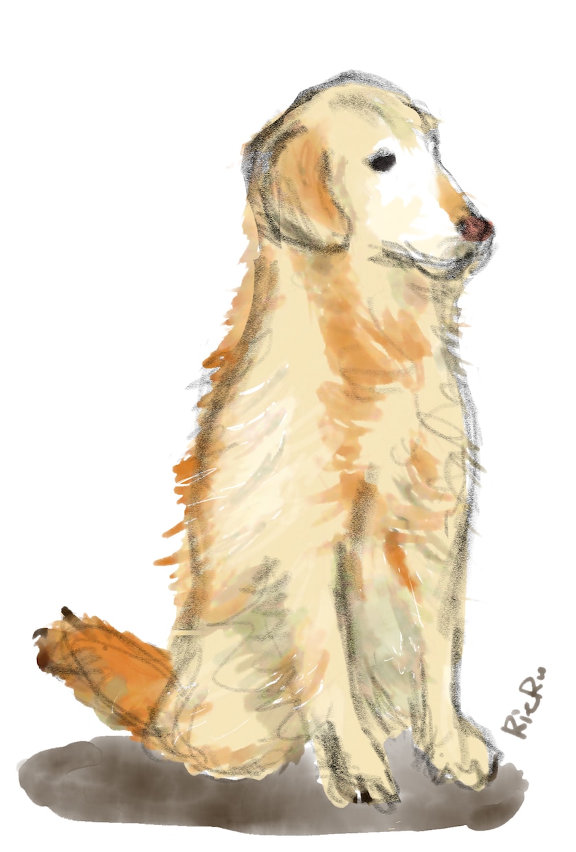 ワンコイラスト描きます 大好きな家族の一員のワンちゃんをイラストにしてみませんか？ イメージ2