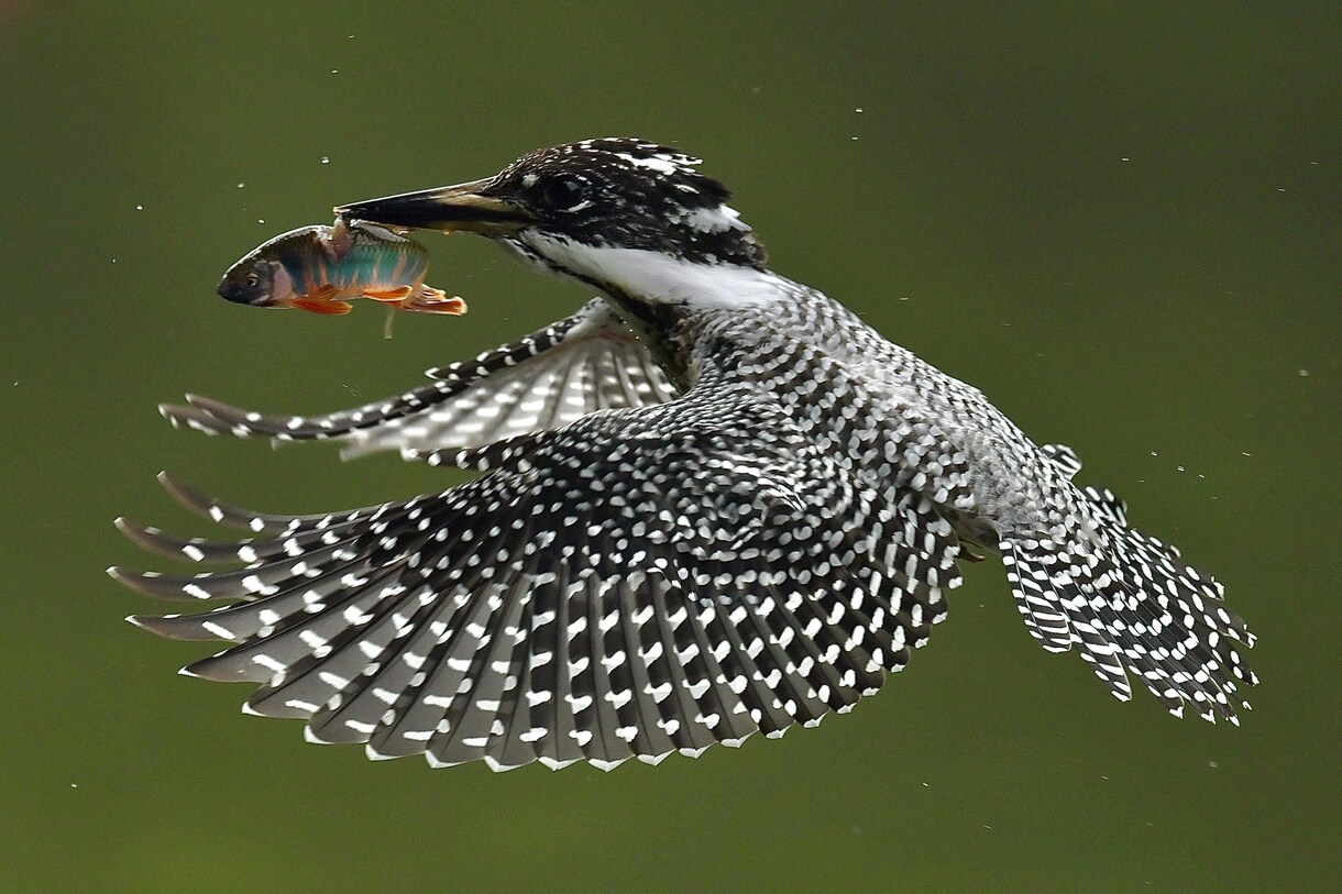 野鳥の写真を提供します 日本で見られる野鳥を季節を問わず撮影しています。 イメージ1