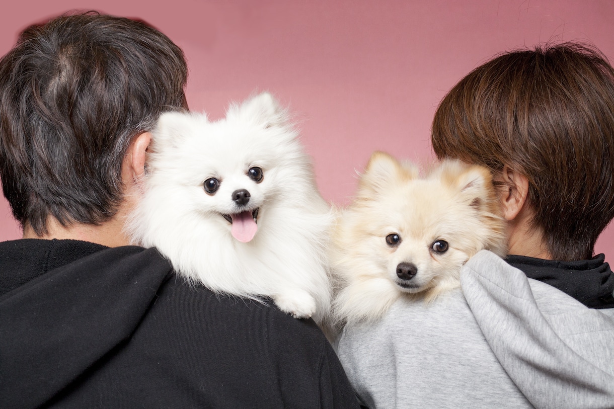愛犬との家族写真ご自宅でもできます ご自宅でスタジオクオリティの家族写真を。 イメージ5