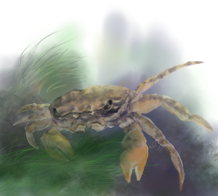 アクアリウム、犬、猫、爬虫類イラスト作成します 魚、犬、猫ほか爬虫類、両生類、虫（奇蟲ok!）、甲殻類など イメージ10