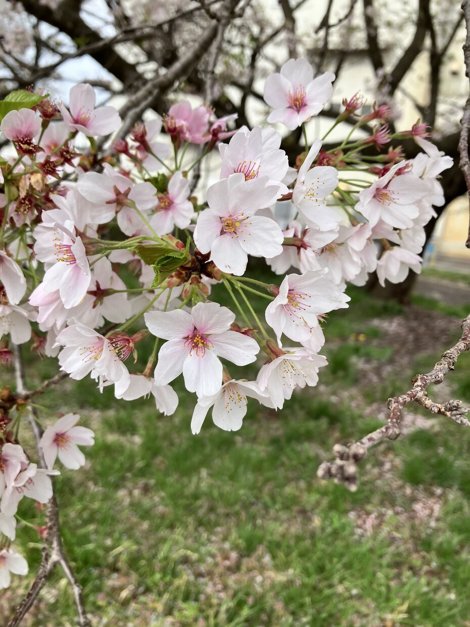うつの方からそうでない方まで愚痴から何でも聞きます 聞き役楽々　楽にして話してください イメージ3