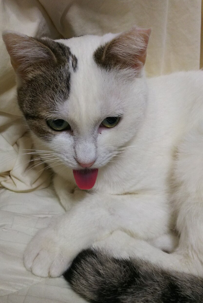 作品のキャッチコピーを考えたり名前をつけたりします 色々な作品にキャッチコピーをつけたり動物さんに名前をつけたり イメージ1