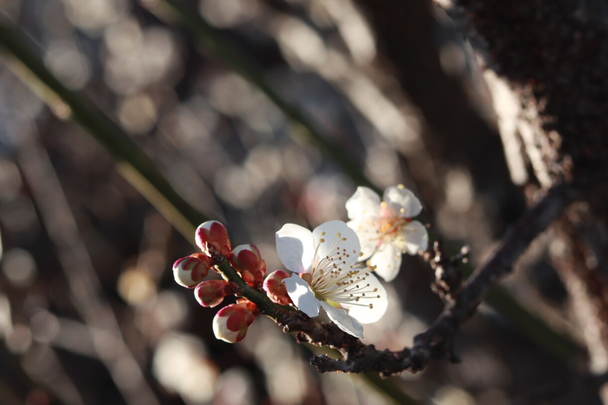 春の写真販売します 桜や梅の花、集めていらっしゃる方にぜひおすすめです！ イメージ3