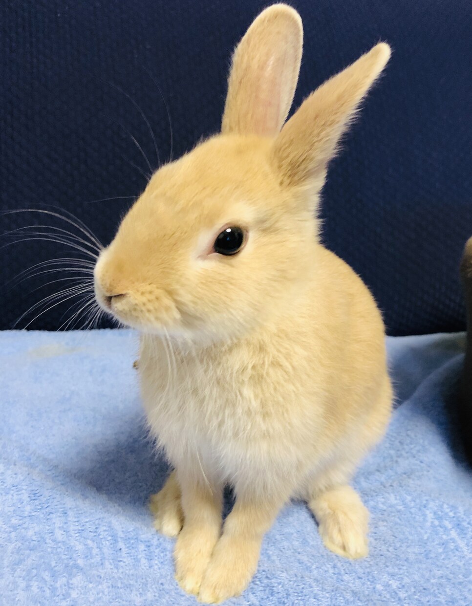 飼いたい人必見！うさぎさんとの生活をお伝えします 近年注目のペットであるうさぎさん。うさ飼いさんの暮らしとは？ イメージ3