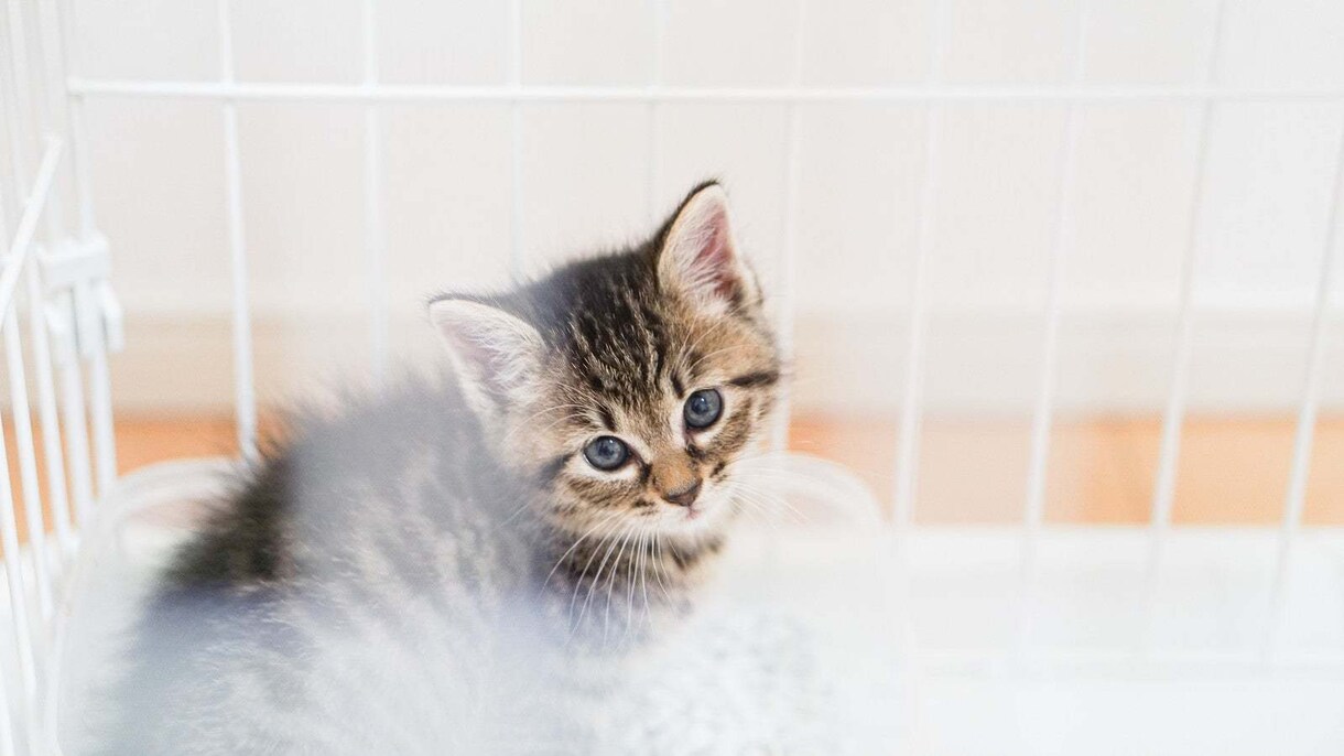 猫ちゃんについてのお話しお聴きします 動物大好きで、飼っている方もそうでない方も イメージ1