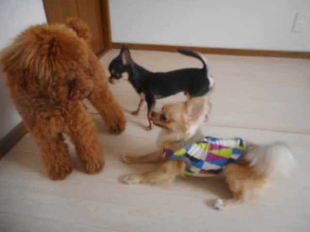 家族の犬と、より楽しい暮らしをお手伝いします 褒めてしつけるトレーニング方法なので、ご家族様も安心！ イメージ3