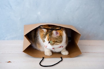 ペットを飼いたいという方のご相談お受けします 獣医師があなたの将来の家族について真剣に考えます イメージ1