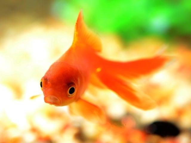 ペットの心をヒーリングします エモーションコード　動物の囚われた感情を解放します。 イメージ3